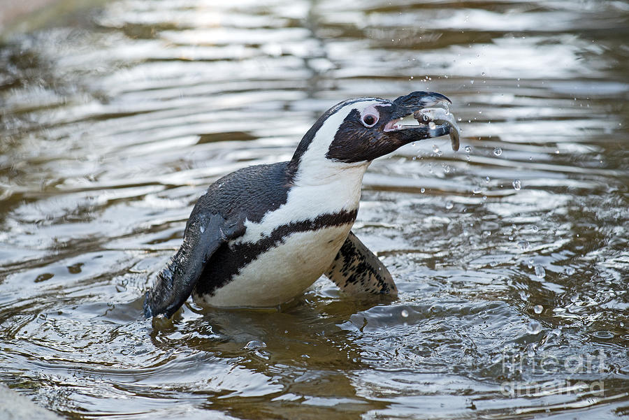 baby penguin fishing